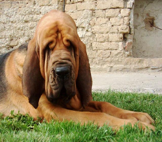 Foto: Bloodhound-Odpo�inek bloodhound�. Majitelka: Alena (alhavant@seznam.cz)