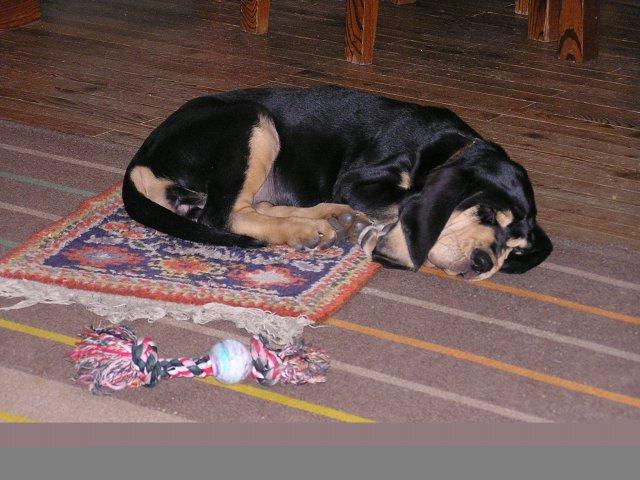 Foto: Bloodhound-Odpo�inek bloodhound�. Majitelka: Alena (alhavant@seznam.cz)
