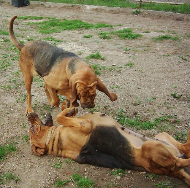 Foto: Bloodhound-Jarn� hr�tky. Majitelka: Alena (alhavant@seznam.cz)
