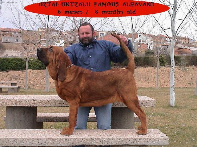 Foto: Bloodhound-Famous Alhavant. Majitelka: Alena