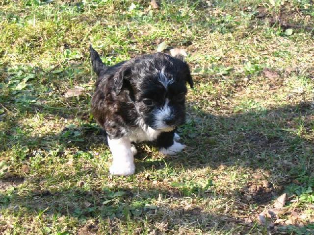 Fotky: Bolo�sk� ps�k (foto, obrazky)