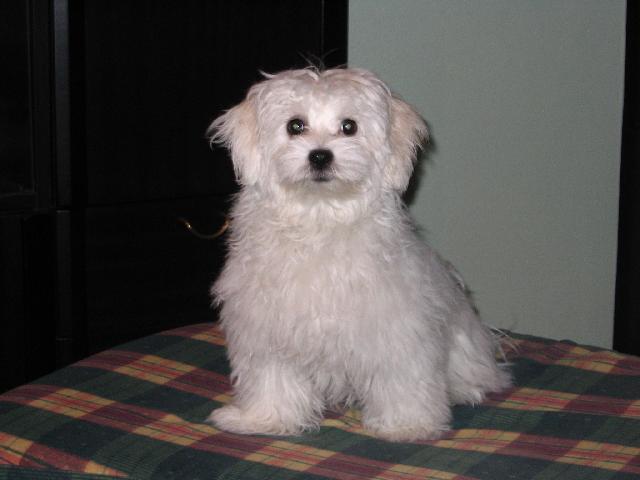 Fotky: Bolo�sk� ps�k (foto, obrazky)