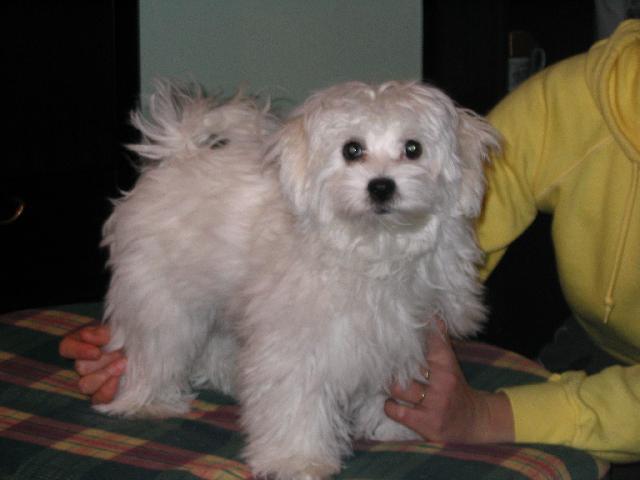 Fotky: Bolo�sk� ps�k (foto, obrazky)