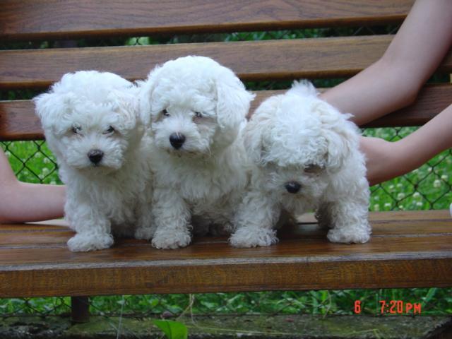 Fotky: Bolo�sk� ps�k (foto, obrazky)