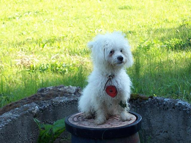 Fotky: Bolo�sk� ps�k (foto, obrazky)