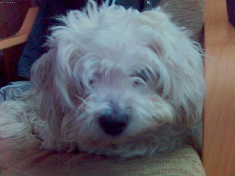 Fotky: Bolo�sk� ps�k (foto, obrazky)