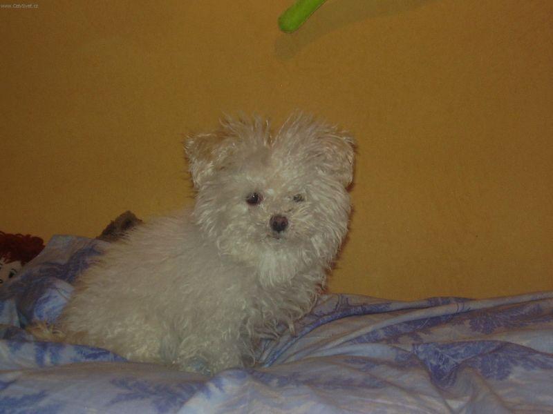 Fotky: Bolo�sk� ps�k (foto, obrazky)