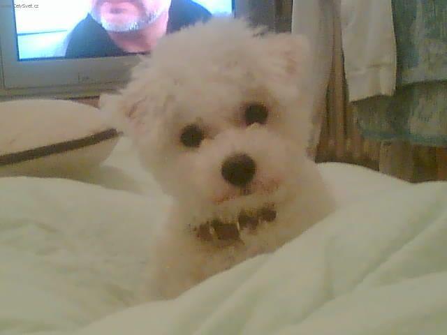 Fotky: Bolo�sk� ps�k (foto, obrazky)