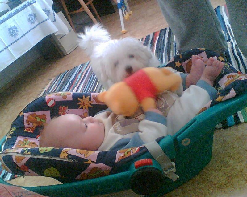 Fotky: Bolo�sk� ps�k (foto, obrazky)