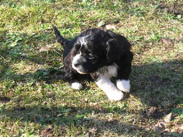 Fotky: Bolo�sk� ps�k (foto, obrazky)