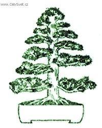 Foto: Bonsaj-Chokkan