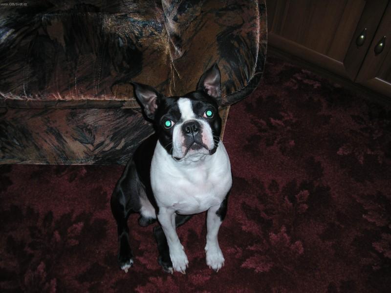 Foto: Bostonsk� teri�r-Majitelka: Aneta V.