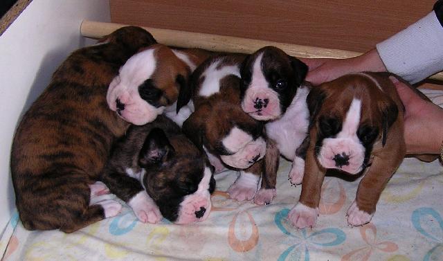 Fotky: N�meck� boxer (foto, obrazky)