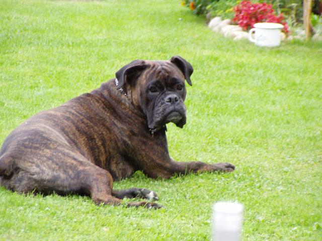 Fotky: N�meck� boxer (foto, obrazky)