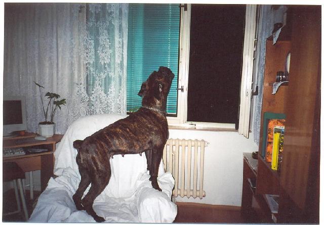 Fotky: N�meck� boxer (foto, obrazky)