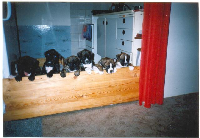 Fotky: N�meck� boxer (foto, obrazky)