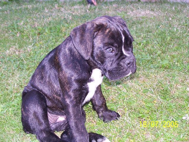 Fotky: N�meck� boxer (foto, obrazky)