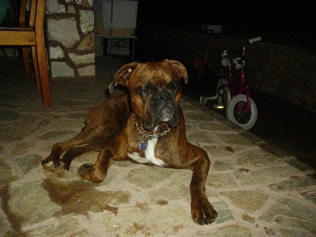 Fotky: N�meck� boxer (foto, obrazky)