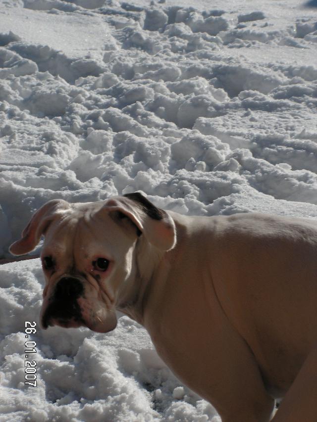 Fotky: N�meck� boxer (foto, obrazky)