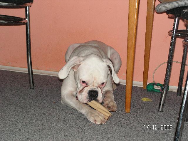 Fotky: N�meck� boxer (foto, obrazky)