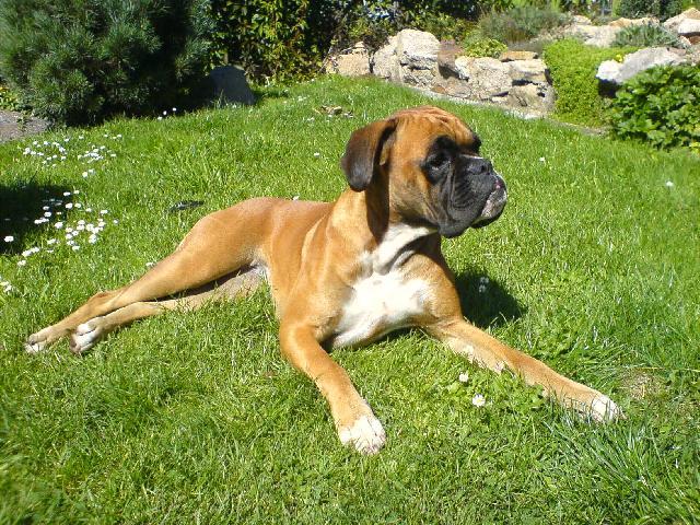 Fotky: N�meck� boxer (foto, obrazky)
