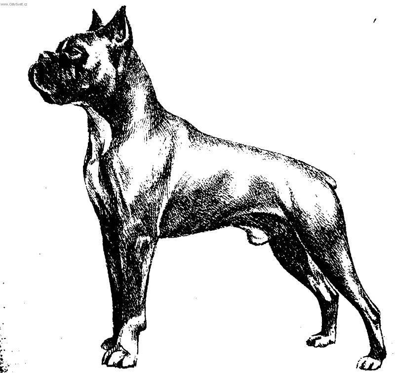 Fotky: N�meck� boxer (foto, obrazky)