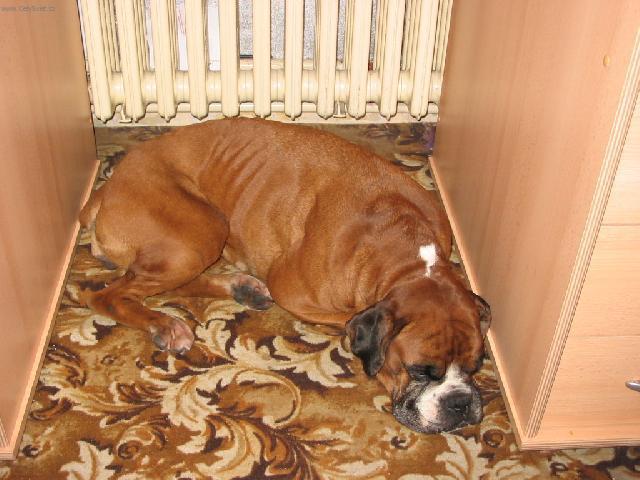 Fotky: N�meck� boxer (foto, obrazky)