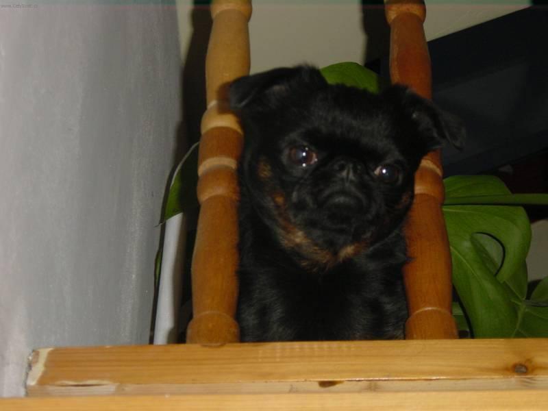 Foto: Brabant�k-Zbarven� Black and Tan, chovn� pes. Majitelka: vallery@centrum.cz