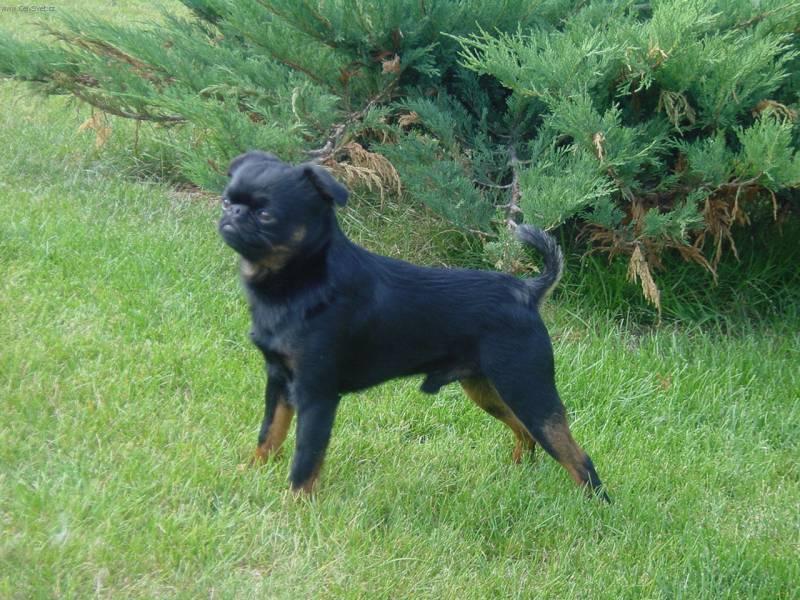 Foto: Brabant�k-Zbarven� Black and Tan, chovn� pes. Majitelka: vallery@centrum.cz