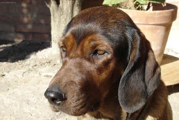 Foto: Alpsk� jezev��kovit� brak��