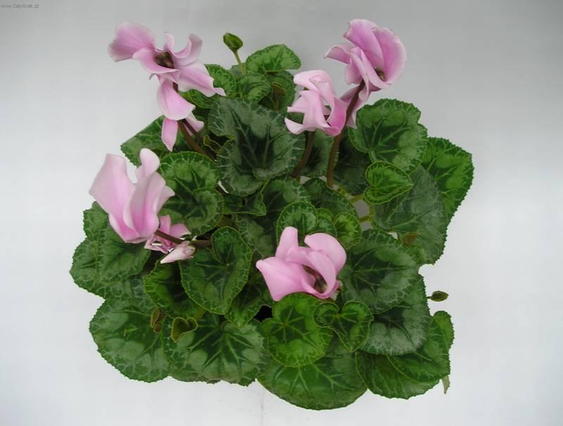 Foto: Cikl�men, Brambo��k-Z vlastn� sb�rky