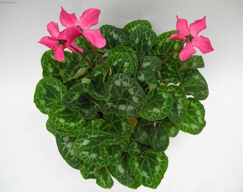 Foto: Cikl�men, Brambo��k-Z vlastn� sb�rky