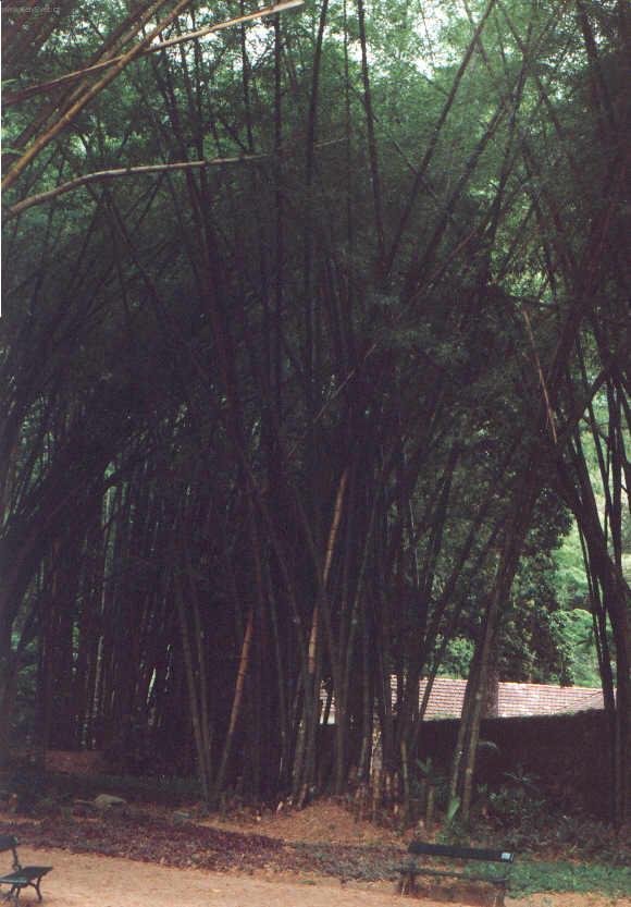 Fotky: Braz�lie (cestopis) (foto, obrazky)