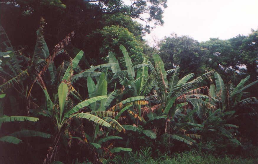 Fotky: Braz�lie (cestopis) (foto, obrazky)