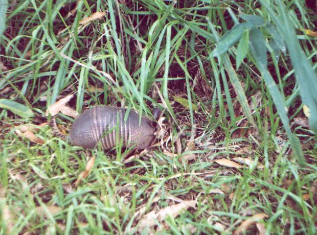 Fotky: Brazlie (cestopis) (foto, obrazky)