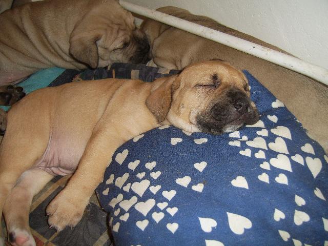 Fotky: Brazilsk� fila (foto, obrazky)