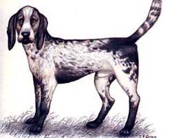 Foto: Brazilsk� honi�