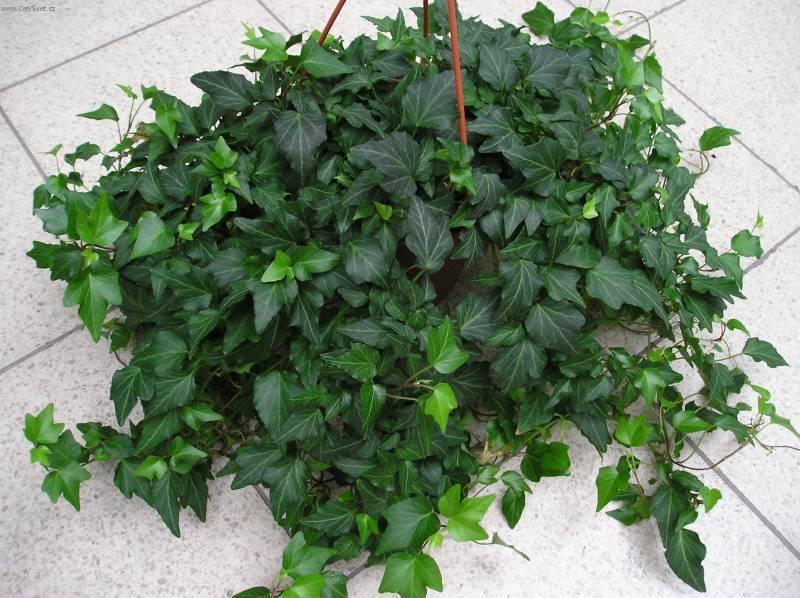 Foto: B�e�an pop�nav�-Z vlastn� sb�rky