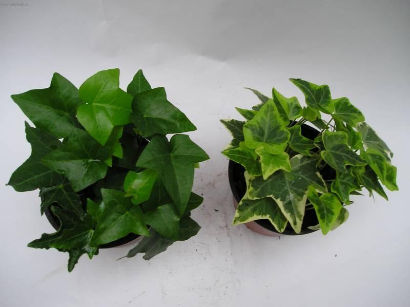 Foto: B�e�an pop�nav�-Z vlastn� sb�rky