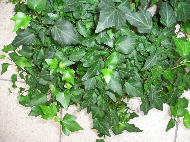 Foto: B�e�an pop�nav�-Z vlastn� sb�rky