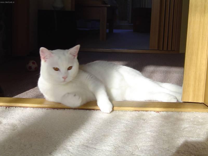 Foto: Britsk� kr�tkosrst� ko�ka-Britsk� kocour Tom. Chovatelka: Mach��ov� Jitka