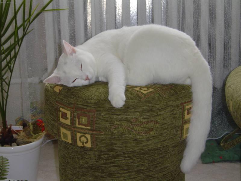 Foto: Britsk� kr�tkosrst� ko�ka-Britsk� kocour Tom. Chovatelka: Mach��ov� Jitka