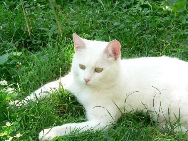 Foto: Britsk� kr�tkosrst� ko�ka-Chloupek. Majitelka: Lucie