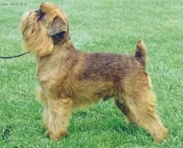 Fotky: Bruselsk� grifonek (foto, obrazky)