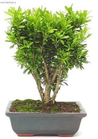 Foto: Buxus harlandii, buxus microphylla sinica, Zimostr�z
