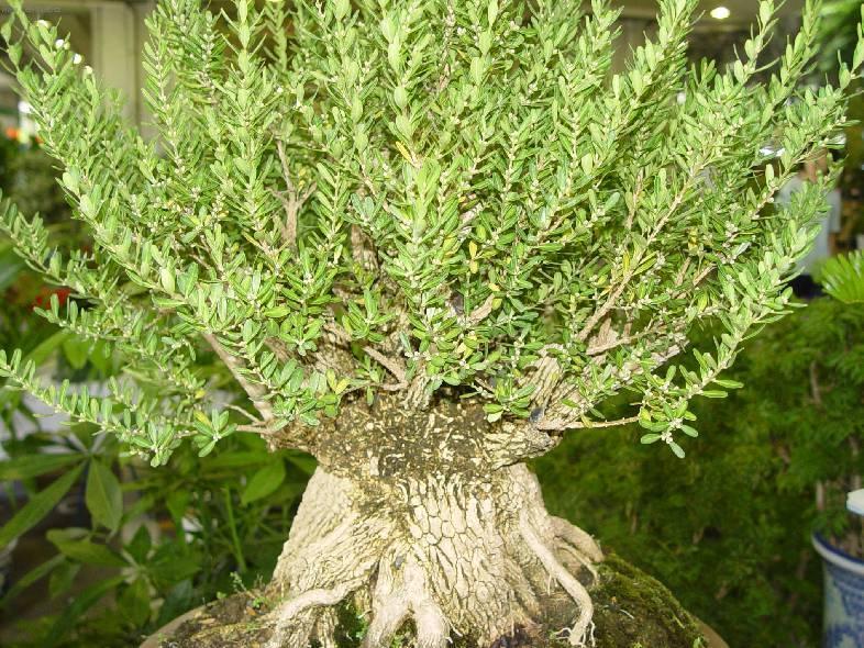 Foto: Buxus harlandii, buxus microphylla sinica, Zimostr�z