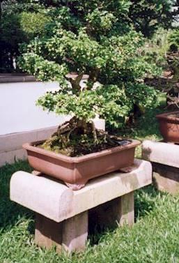 Fotky: �aj fuki (foto, obrazky)