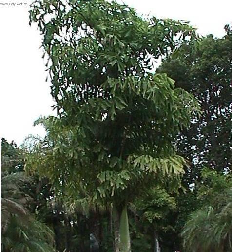 Foto: Palicha, karyota