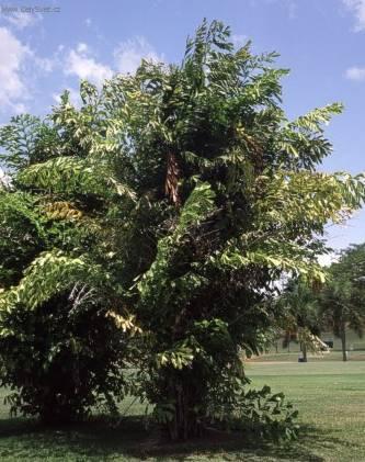 Foto: Palicha, karyota