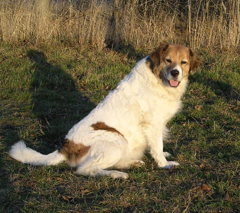 Fotky: �esk� horsk� pes (foto, obrazky)